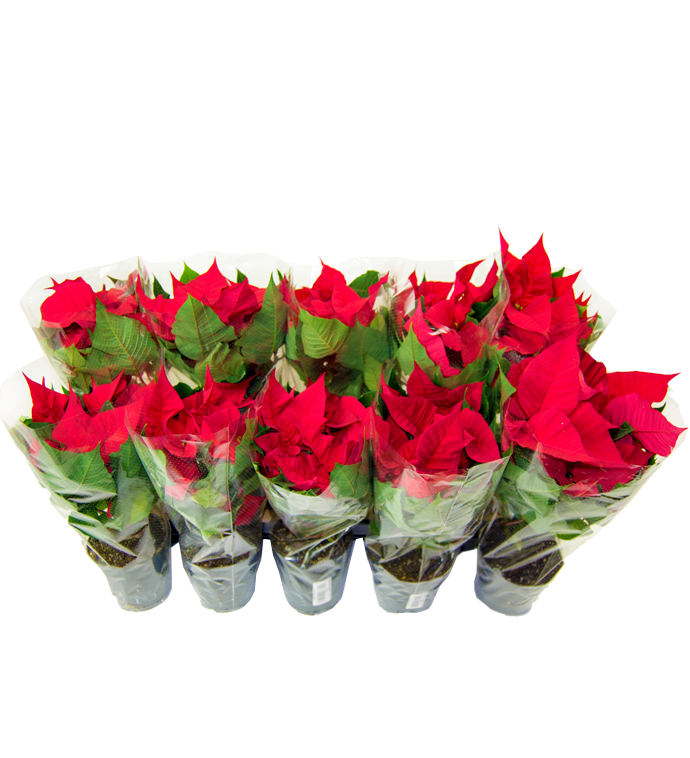 Flowers In Store Flowers in Store™